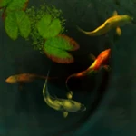 koi fish 3d android application logo